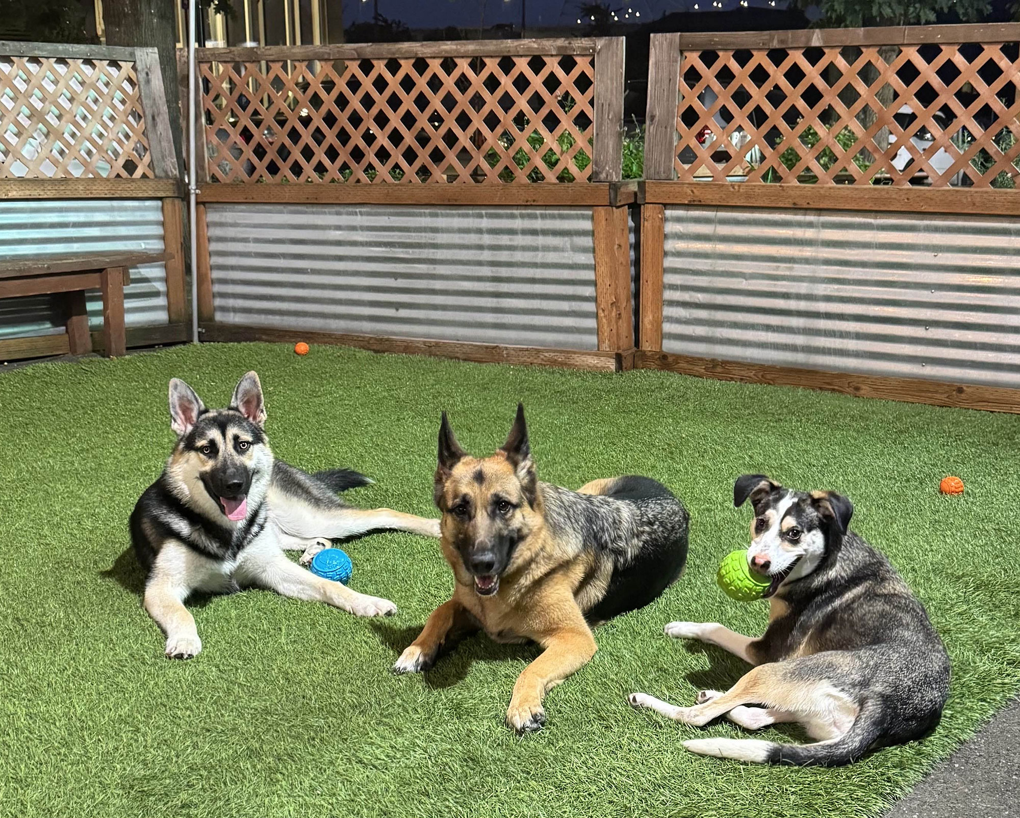 Cycle Dog - An Oregon Company – Cycle Oregon